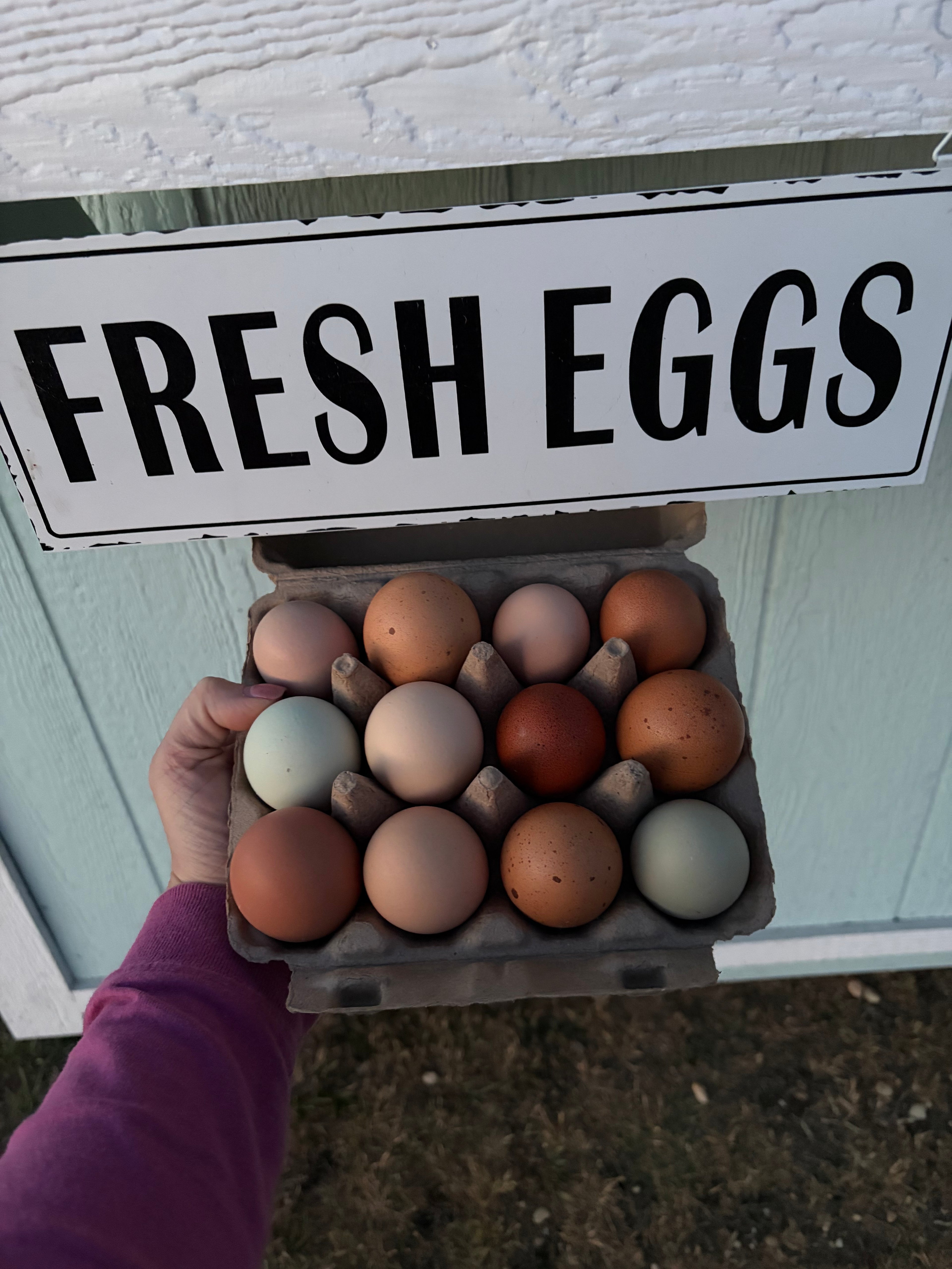 Farm Fresh Eggs - Unwashed